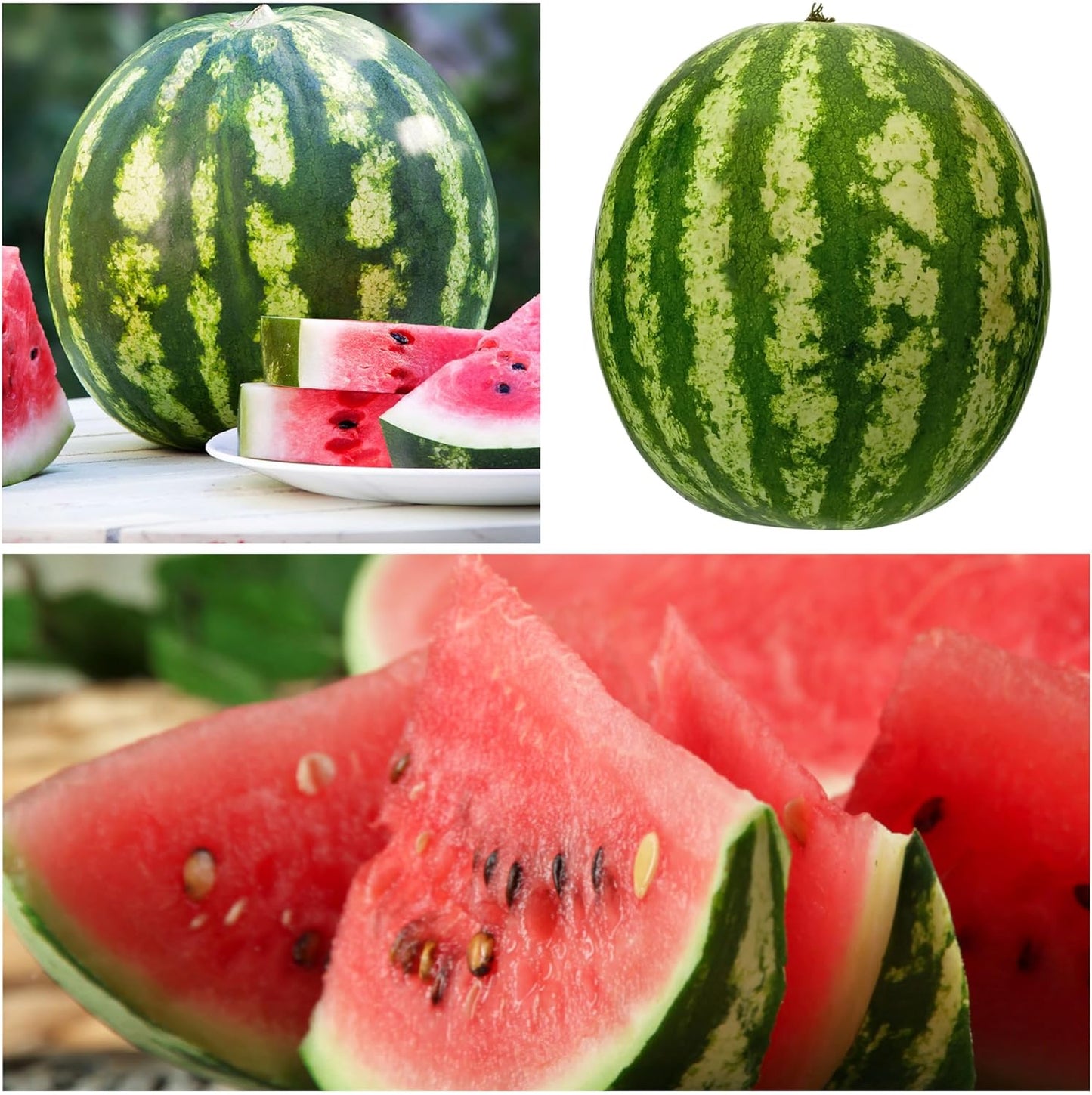 🍉Ruby Watermelon Pot Seeds🌱✨